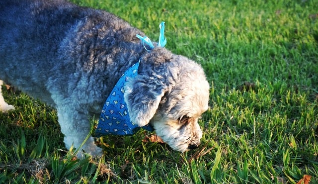 Free Dog Pet photo and picture