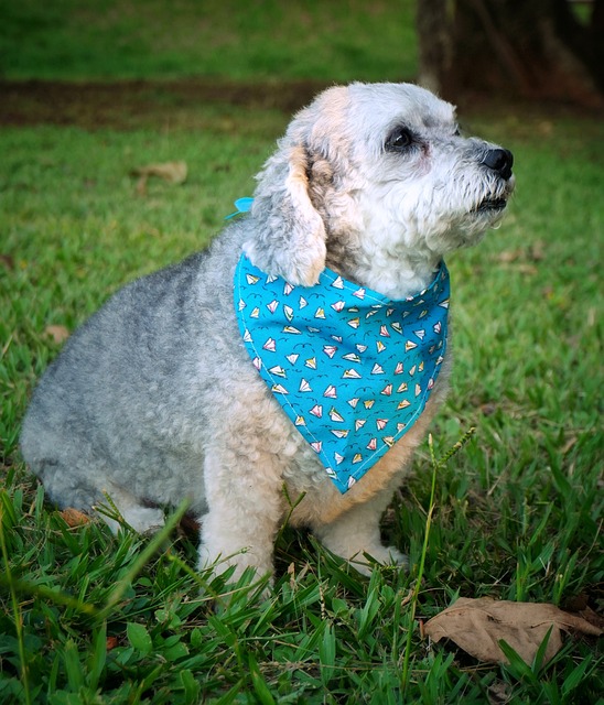 Free Dog Pet photo and picture