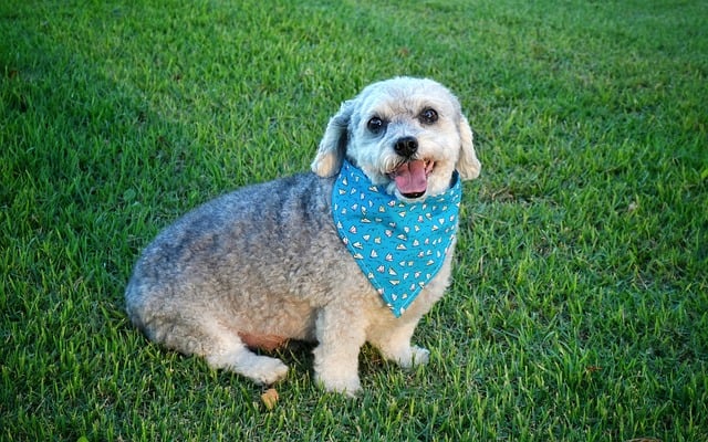 Free Dog Pet photo and picture