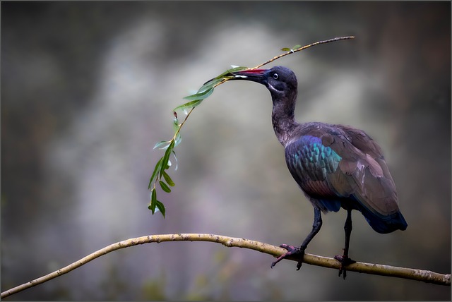 Íbis, Pássaro, Jardim Zoológico