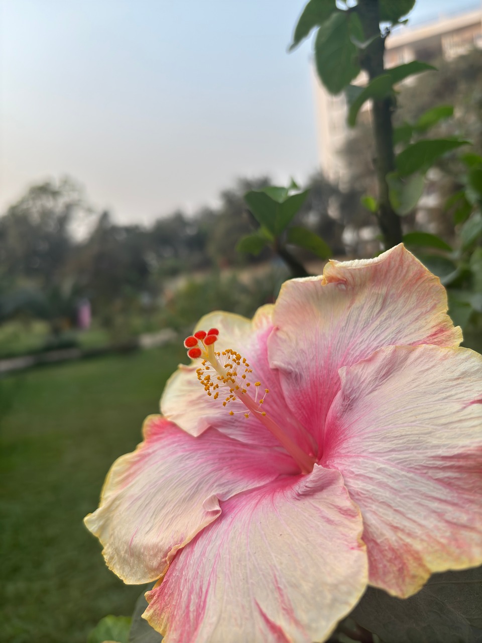 花 自然 盛开 - Pixabay上的免费照片