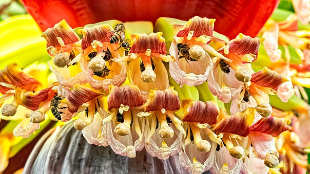 Bienen, Honig, Bestäubung, Flügel