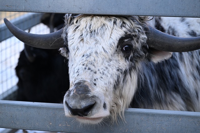 Free Cow Sad photo and picture
