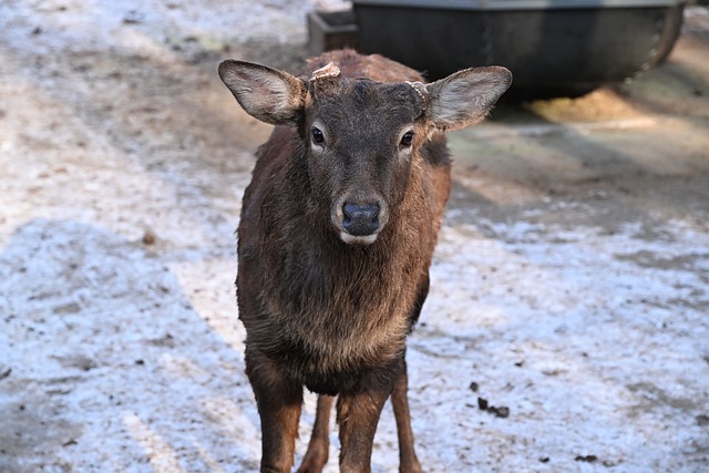 Free Deer Animal photo and picture