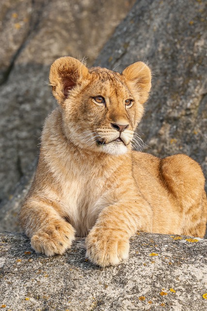 Free Lion Nature photo and picture