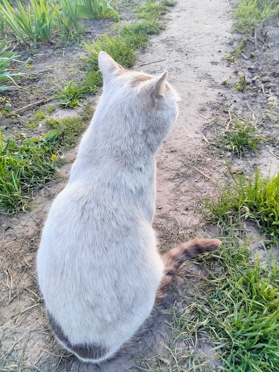 猫 白色的 后视图 - Pixabay上的免费照片