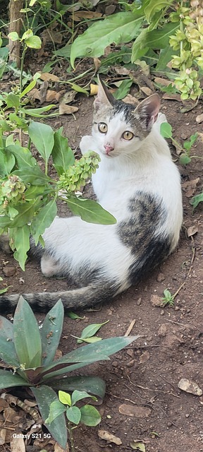 Gato, Kitty, Gatito, Animal, Naturaleza