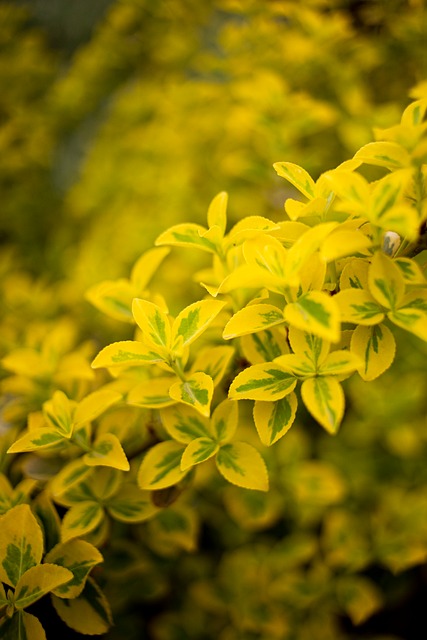 Natuur, Gebladerte, Tak, Bloemen
