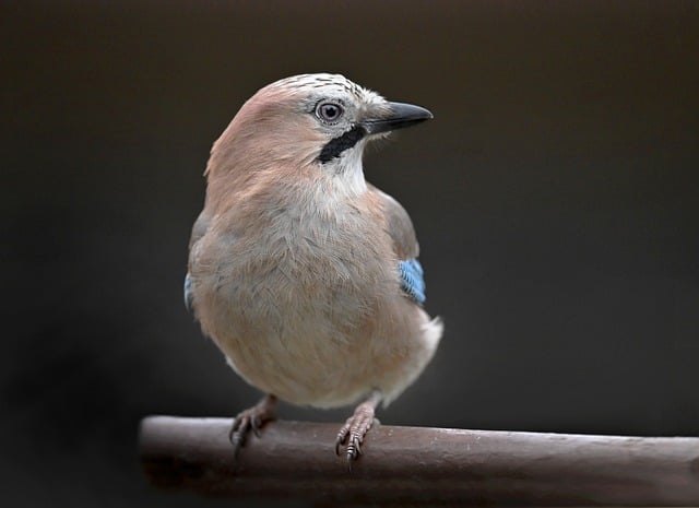 Free Bird Jay photo and picture