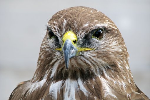 Şoim, Pasăre, Animal, Pene, Penaj