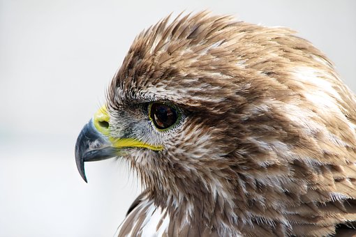 Şoim, Pasăre, Animal, Pene, Penaj