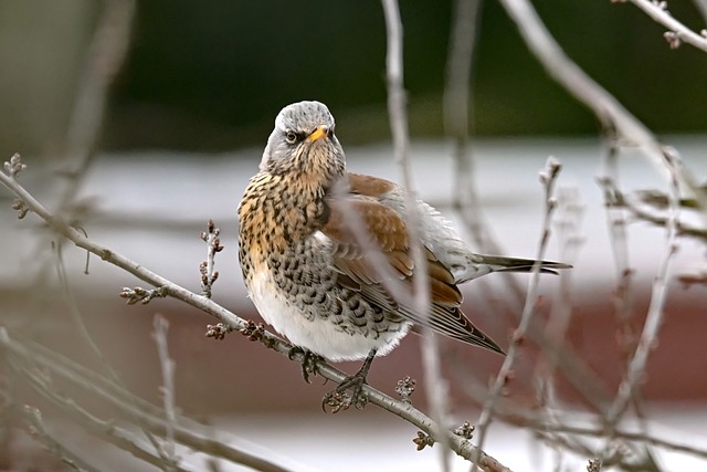 Free Fieldfare Bird photo and picture