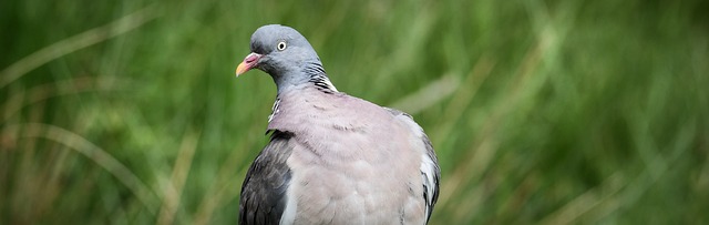 Animales, Pájaro, Paloma, Ringduva
