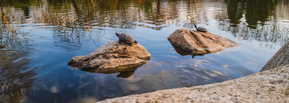 Free Turtles Tortoises photo and picture