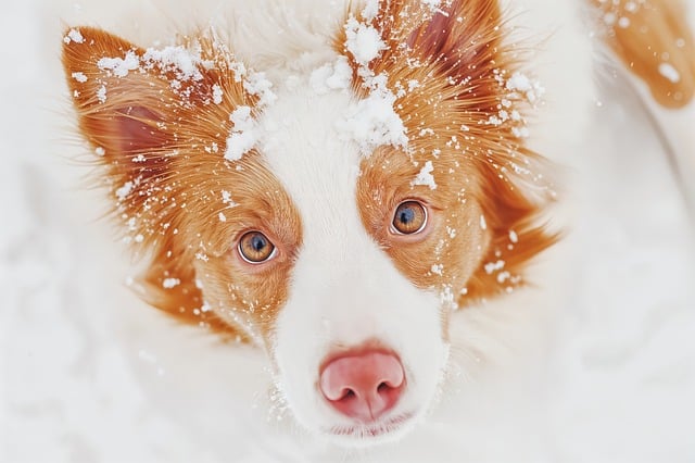 Free ai generated dog snow illustration