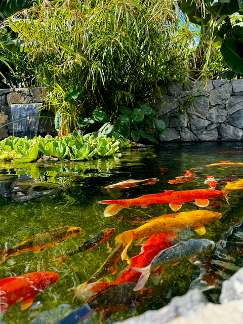 Free Fish Nature illustration and picture