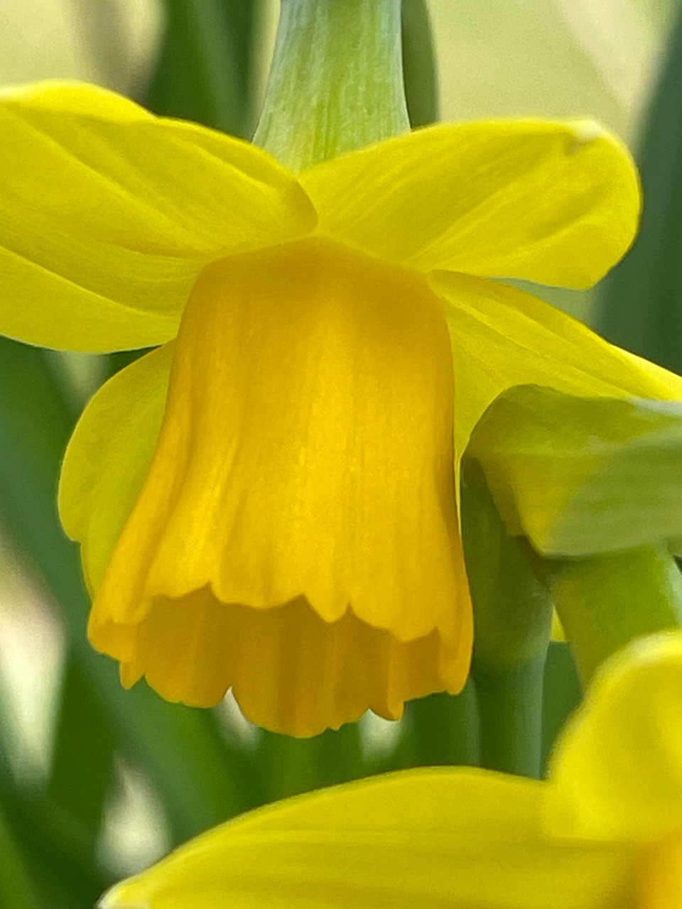 daffodil-flower-plant-free-photo-on-pixabay