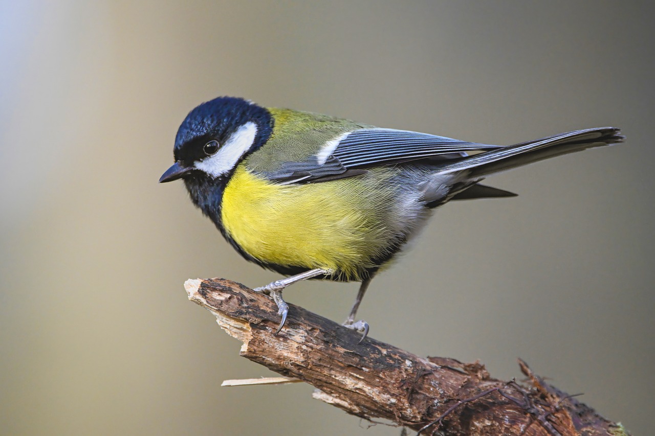 Great Tit Bird Animal Free Photo On Pixabay great-tit-bird-animal-free-photo-on-pixabay