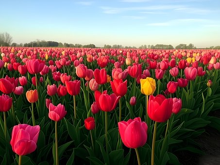 Květ, Příroda, Bloom, Rostlin, Flóra
