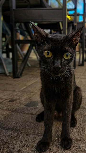 Katze, Haustier, Tier, Natur, Gato
