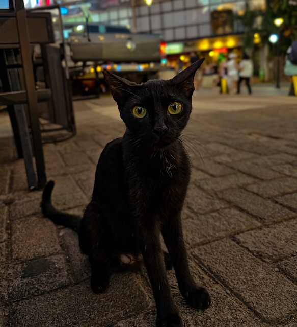 Katze, Haustier, Tier, Natur, Gato