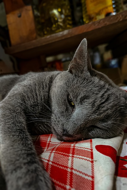 Katze, Haustier, Tier, Natur, Katzen