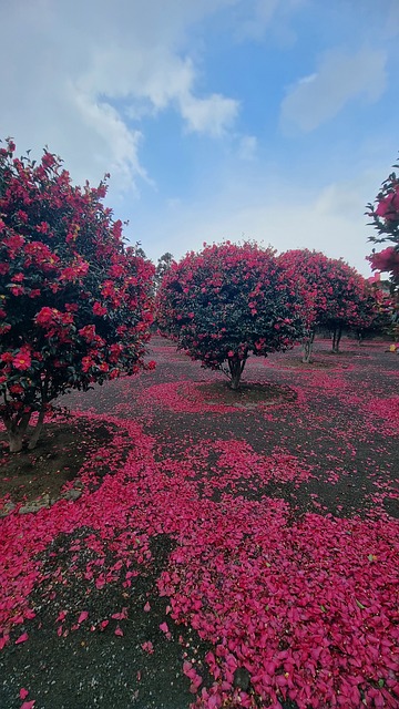 Free Camellia Jeju Island photo and picture