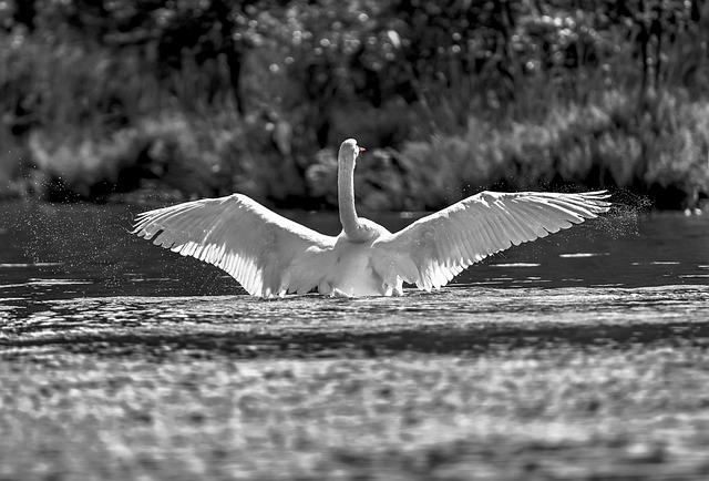 Free Bird Ornithology photo and picture