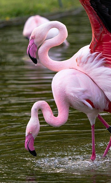 Flamingo, Pássaro, Animal, Penas
