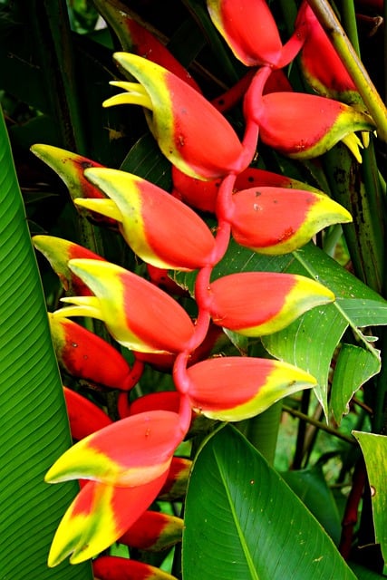 Závod, Heliconia, Falošný Rajský Vták