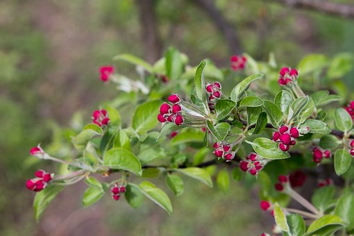 Free Spring Bloom photo and picture