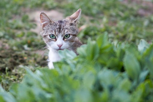 Free Cat Animal photo and picture