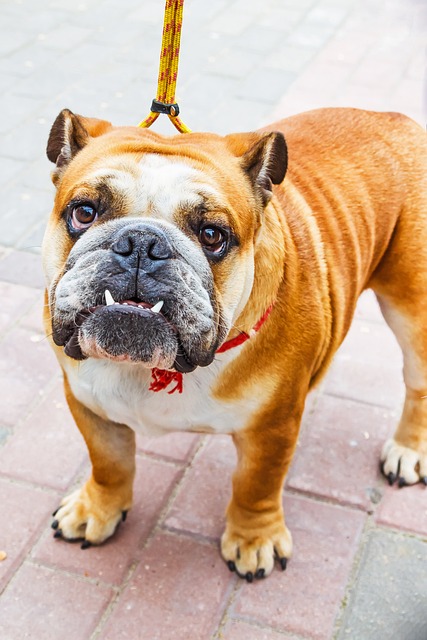 Buldog, Câine, Animal De Companie