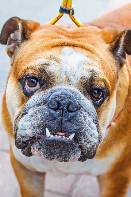 Buldog, Câine, Animal, Mamifer, Canin