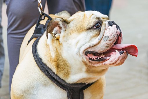 Buldog, Câine, Animal De Companie
