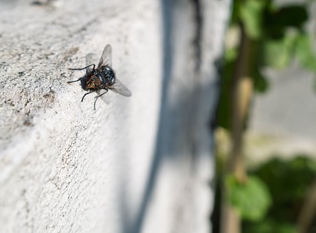 Free Housefly Fly photo and picture