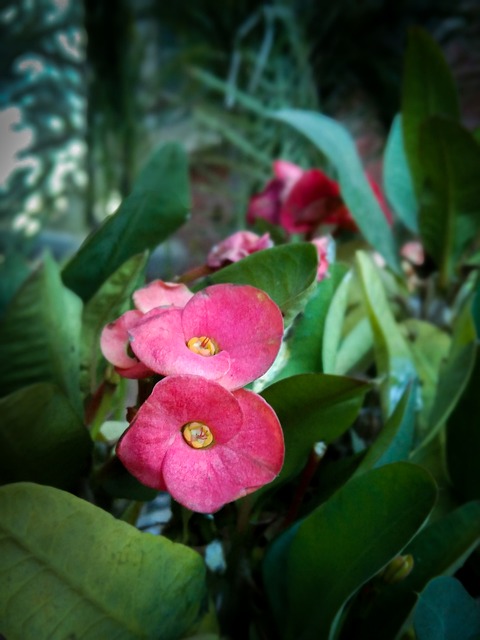 Free Flower Nature photo and picture