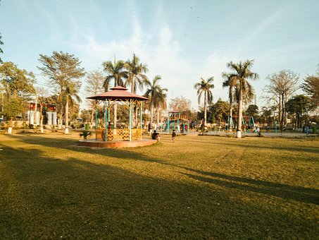 Free Palm Tree photo and picture