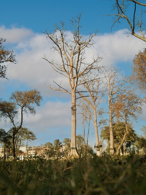 Free Tree Sky photo and picture