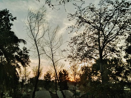 Free Tree Sunset photo and picture