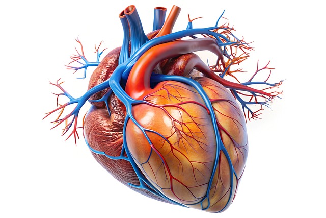 Free ai generated human heart heart illustration