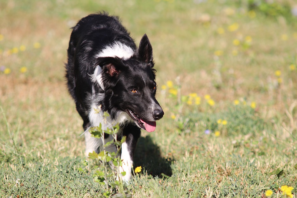 MOJO Border Collie Figur – Realistische Hundefigur, Handbemalt, Für Spielen & Sammeln