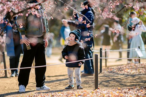 Free Japan Sakura photo and picture