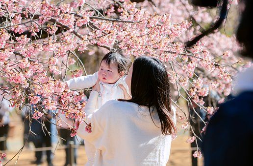 Free Japan Sakura photo and picture