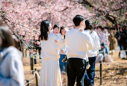 Free Japan Sakura photo and picture