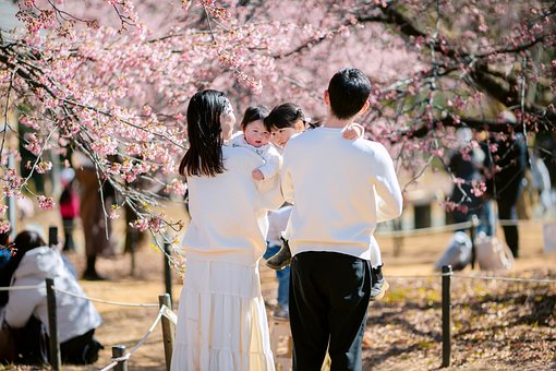 Free Japan Sakura photo and picture