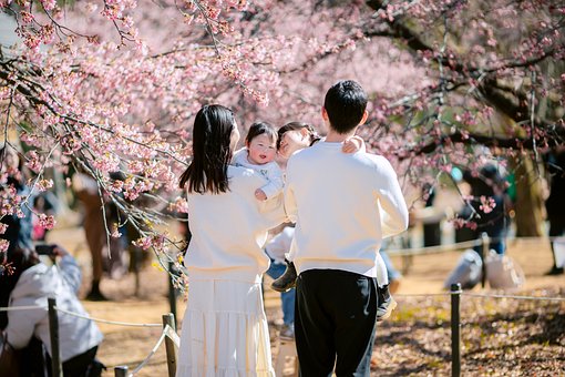 Free Japan Sakura photo and picture