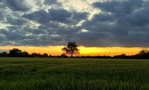 Trigo, Campo De Trigo, Campo, Naturaleza