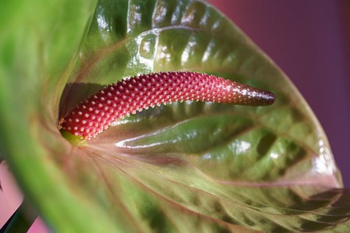 Free Anthurium Flower photo and picture