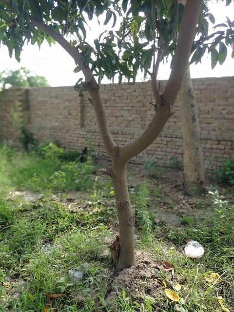 Free Mango Tree Nature photo and picture